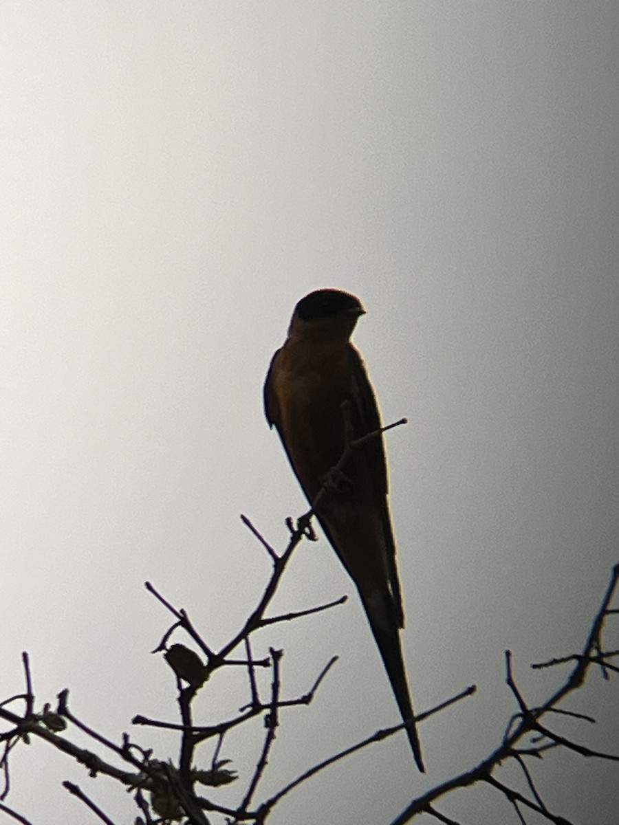 Rufous-chested Swallow - ML624459127