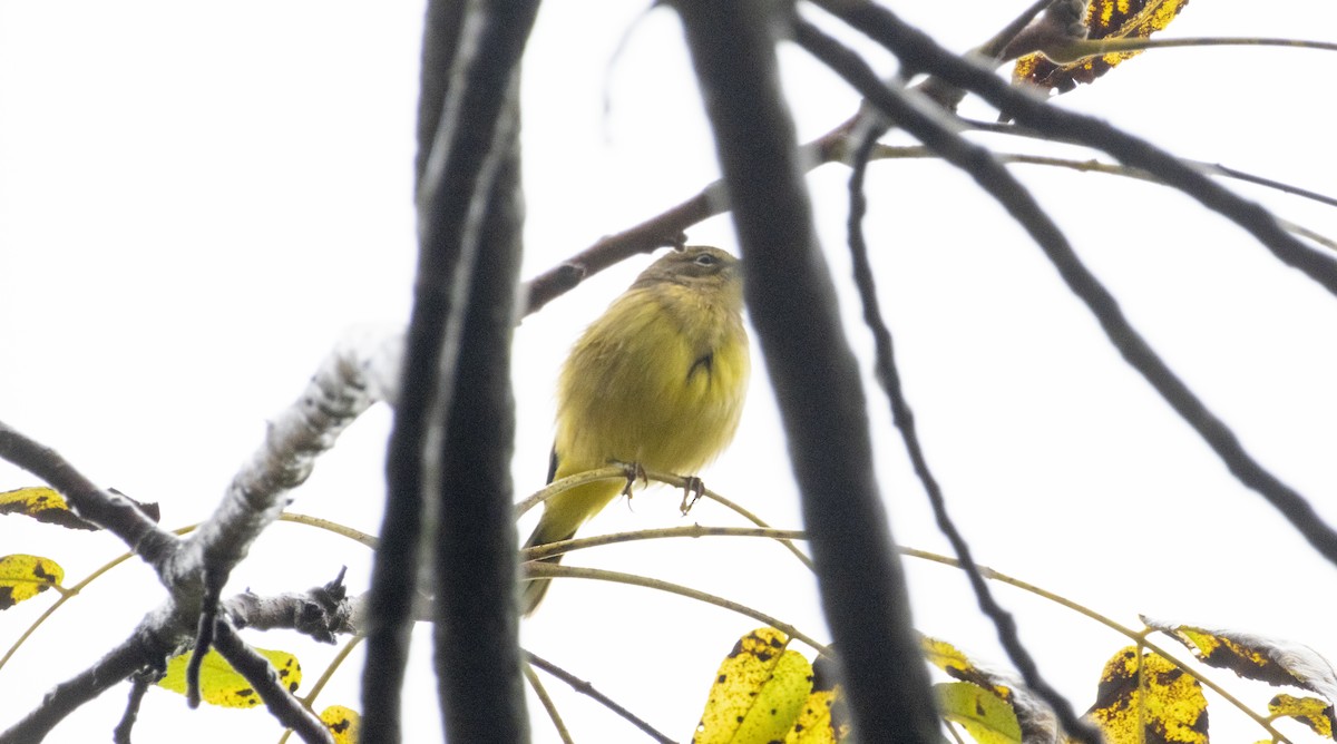 Palm Warbler - ML624459155