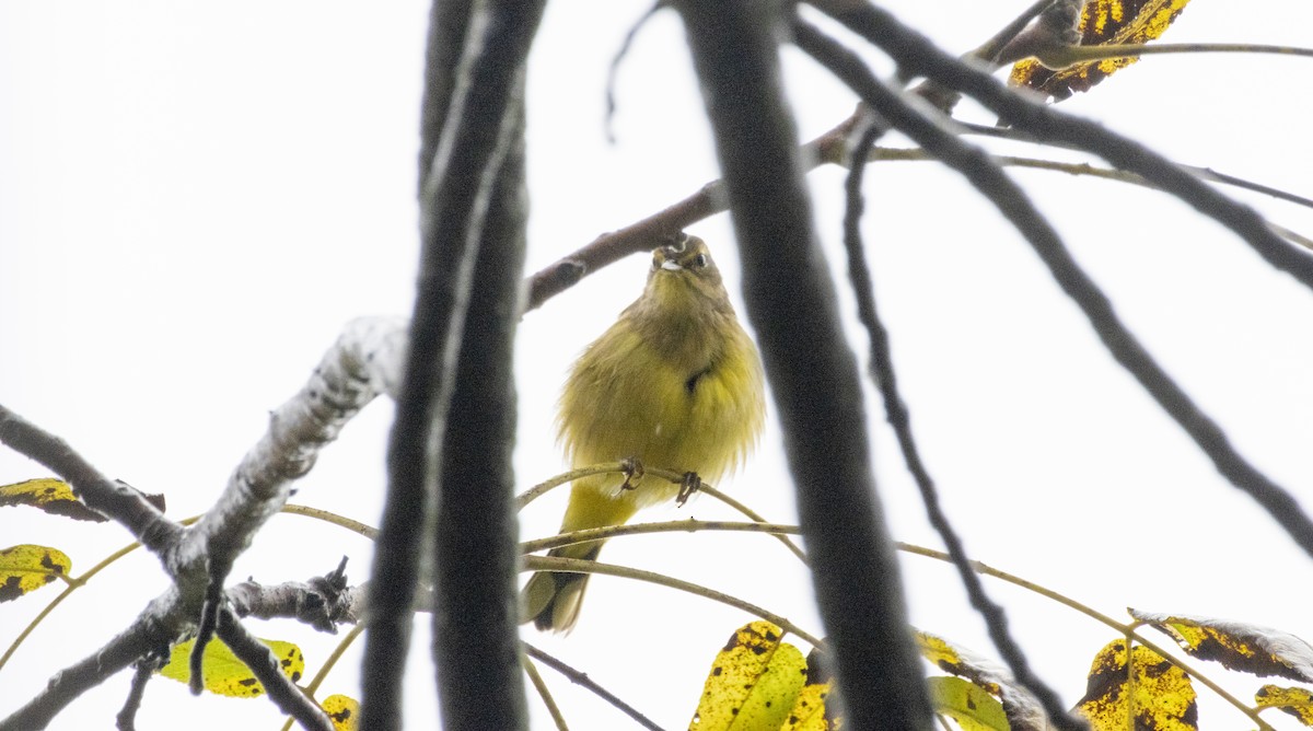 Palm Warbler - ML624459156