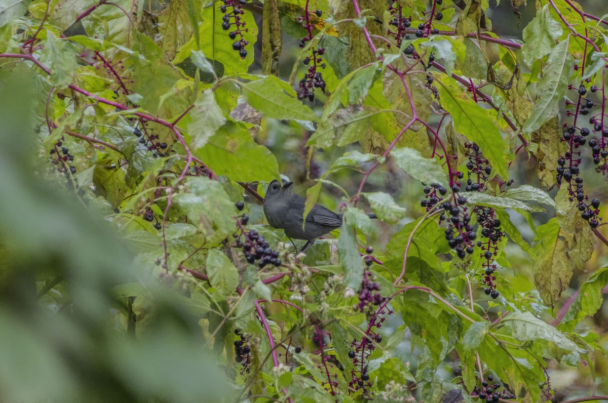 Gray Catbird - Russell Lamb