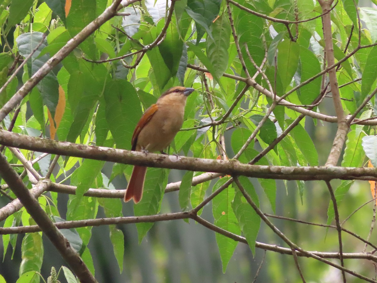 Brown Tanager - Hugo Foxonet