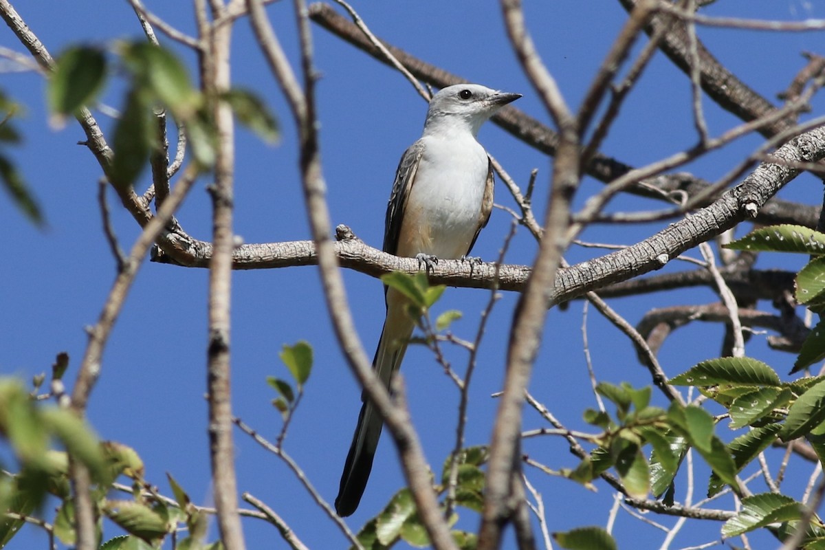 Scissor-tailed Flycatcher - ML624459250
