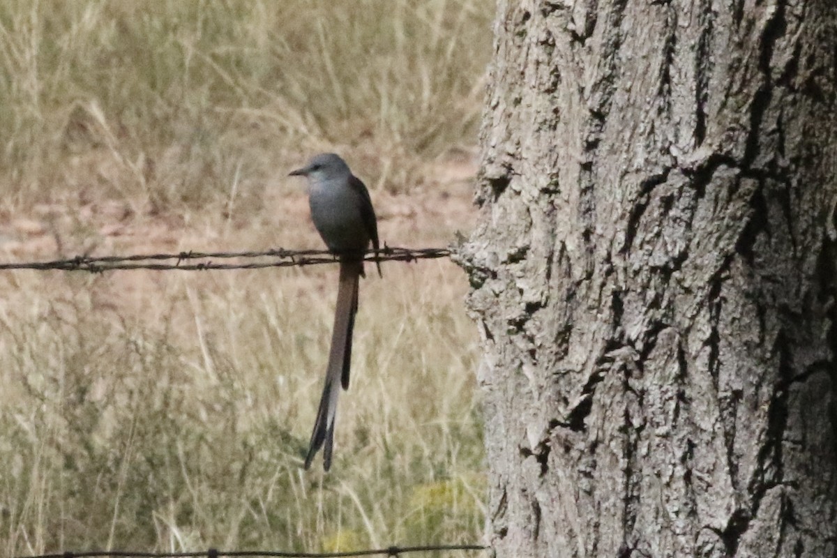 Scissor-tailed Flycatcher - ML624459251
