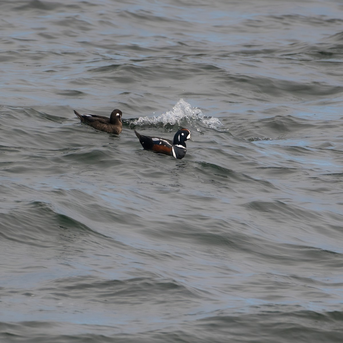 Harlequin Duck - Christine Pelletier et (Claude St-Pierre , photos)