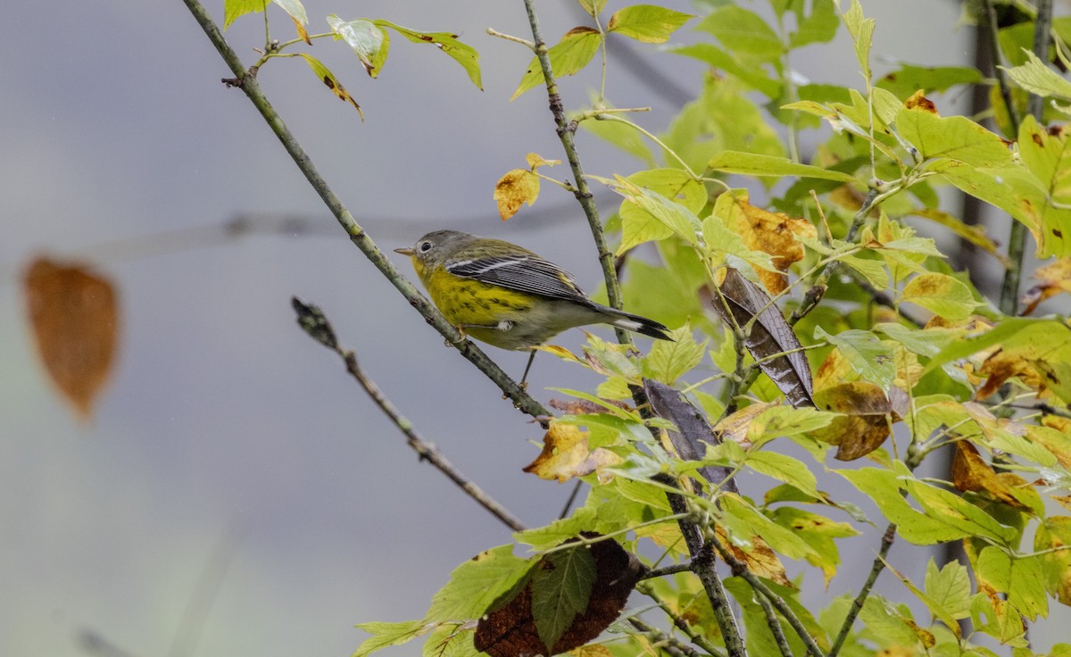 Magnolia Warbler - ML624459363