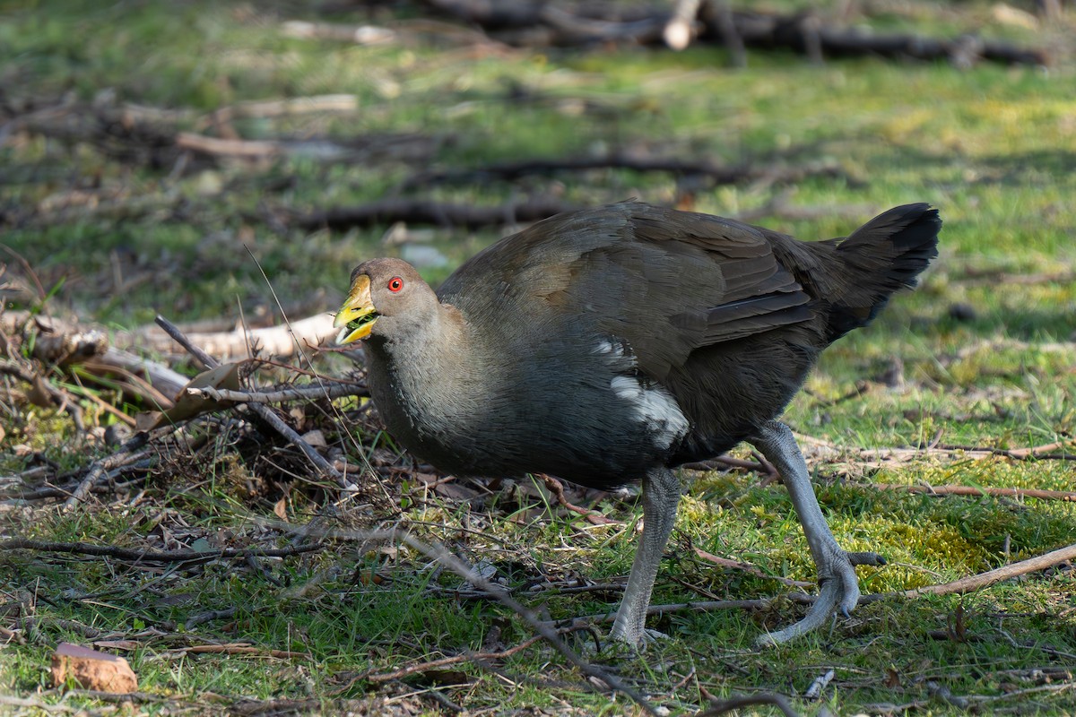 Tasmanian Nativehen - ML624459490