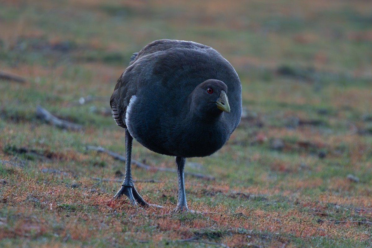 Tasmanian Nativehen - Timothy Flynn