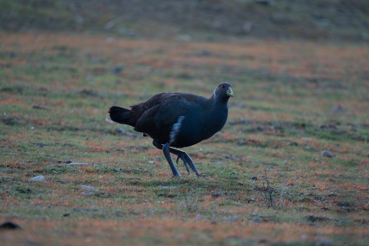 Tasmanian Nativehen - ML624459497