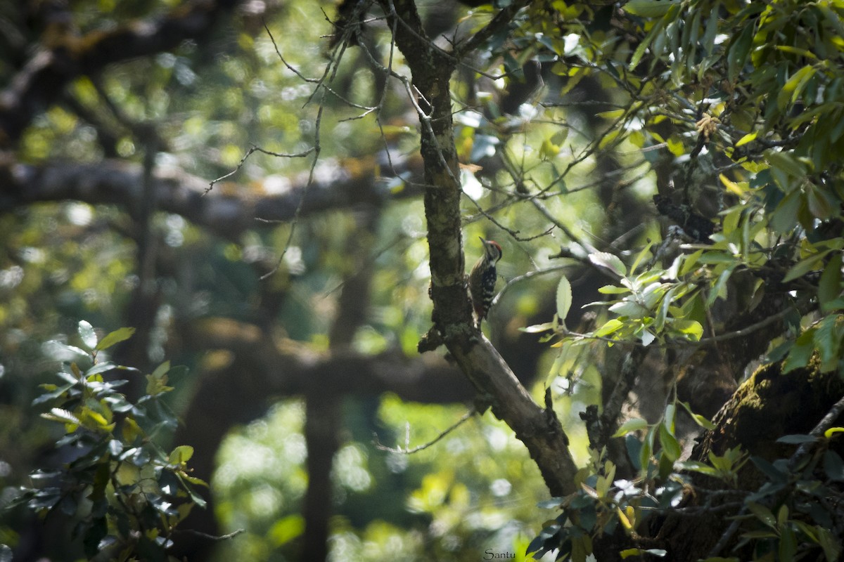Stripe-breasted Woodpecker - ML624459523