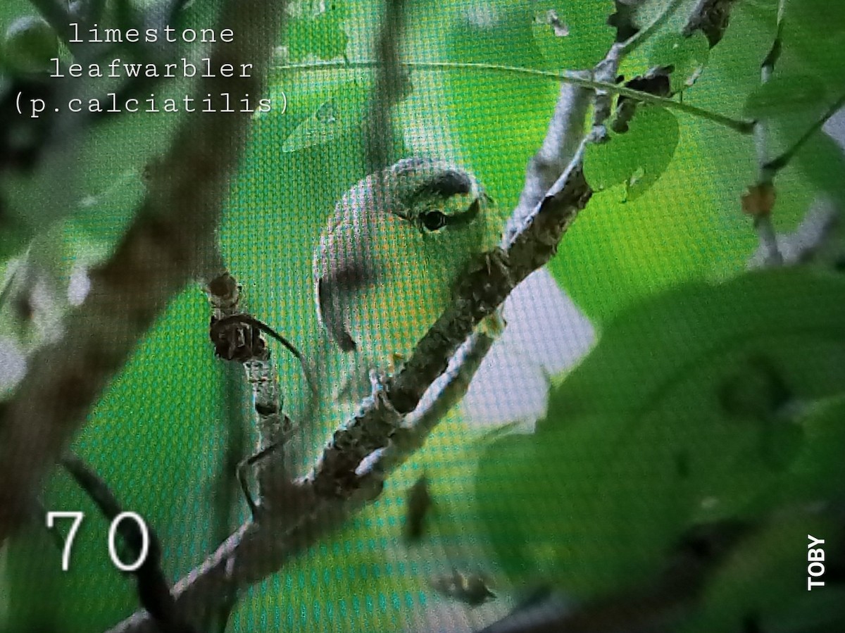 Limestone Leaf Warbler - ML624459572