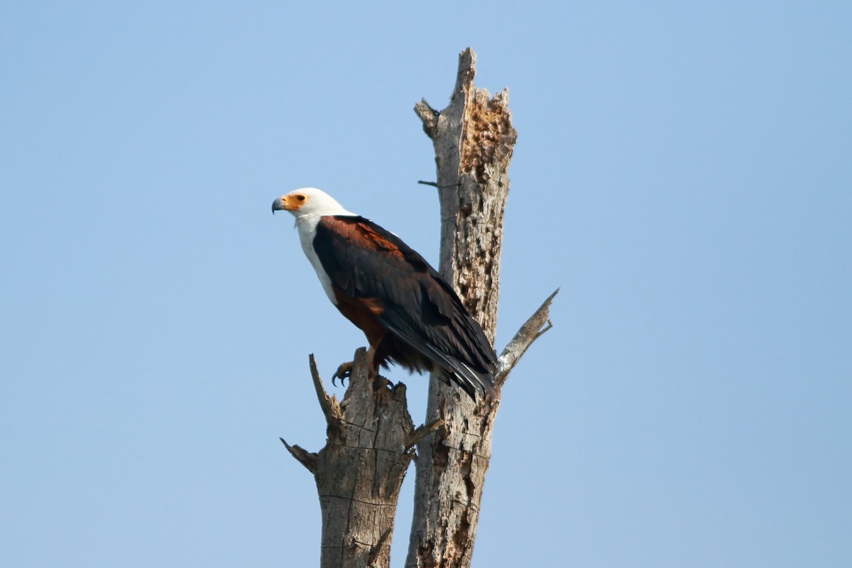 African Fish-Eagle - Andrew Collins