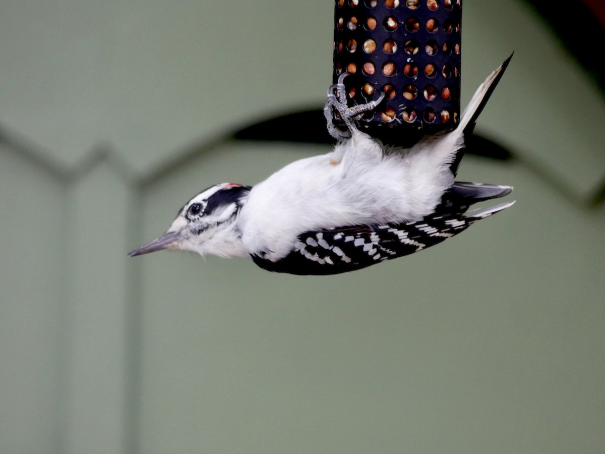 Hairy Woodpecker - ML624459624