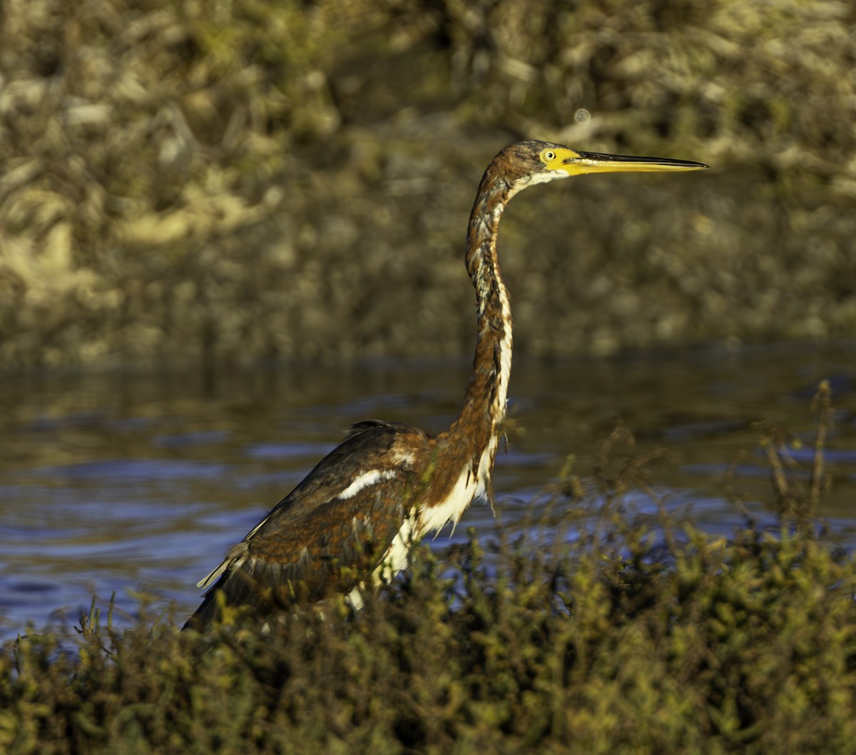 Tricolored Heron - ML624459627