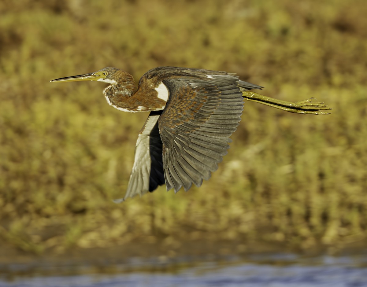 Tricolored Heron - ML624459628