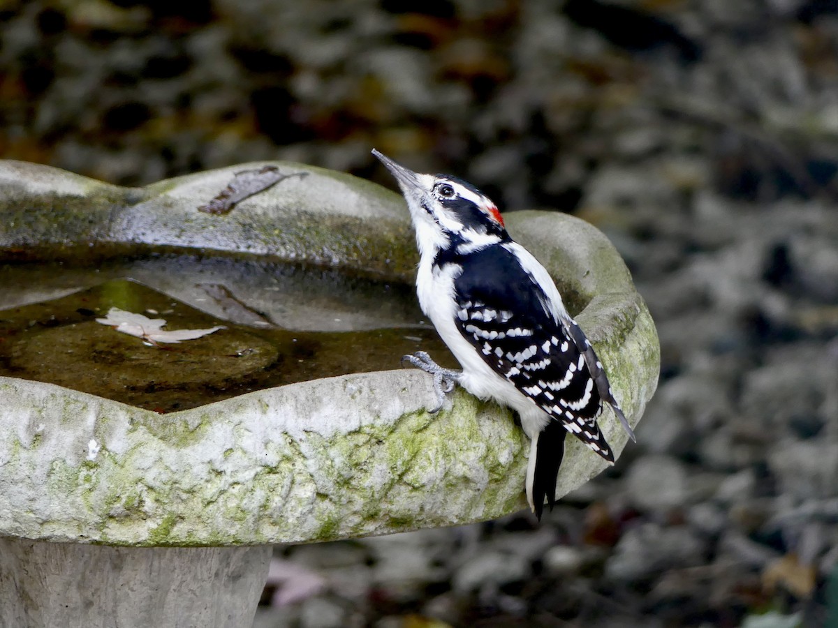 Hairy Woodpecker - ML624459629