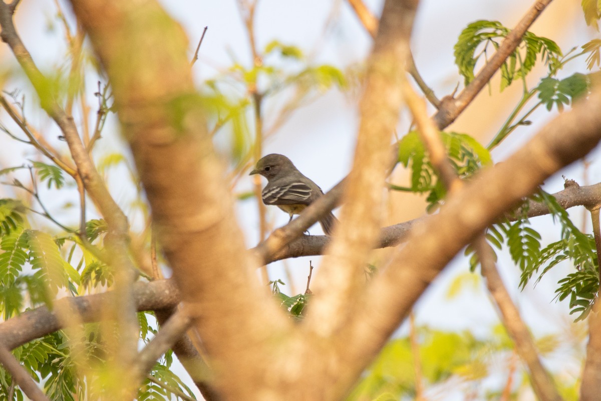 Planalto Tyrannulet - ML624459630