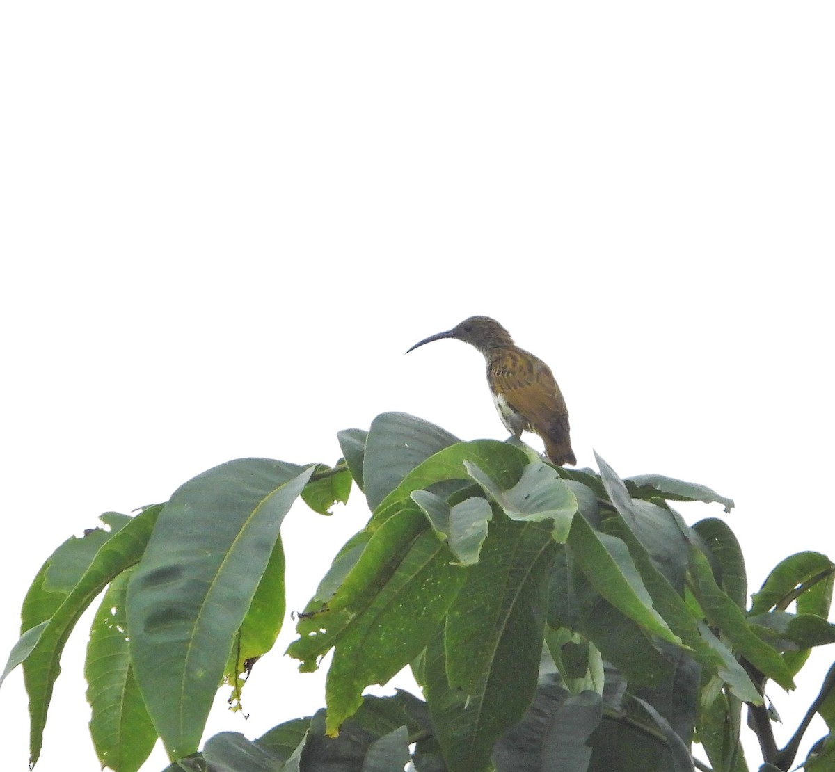 Streaked Spiderhunter - Sandhya Lenka