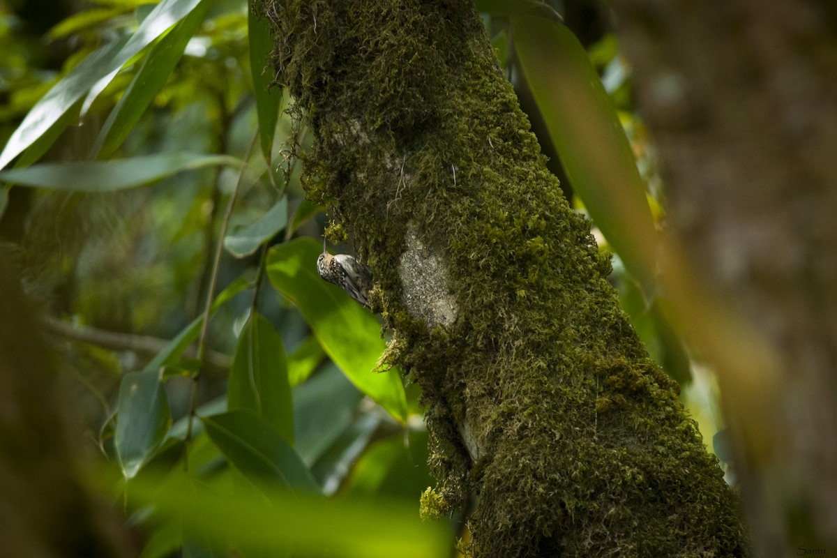 Hume's Treecreeper - ML624459633