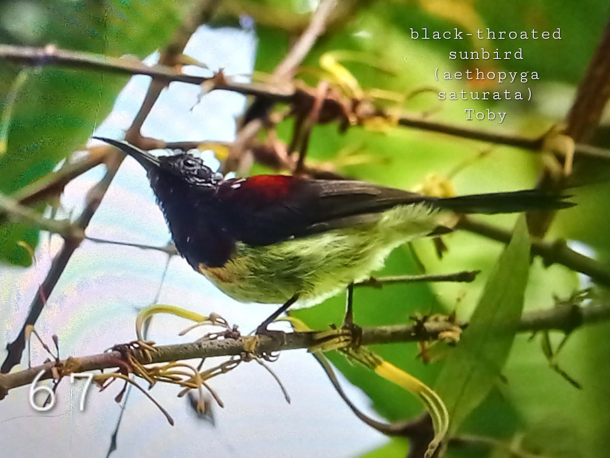 Black-throated Sunbird - ML624459636