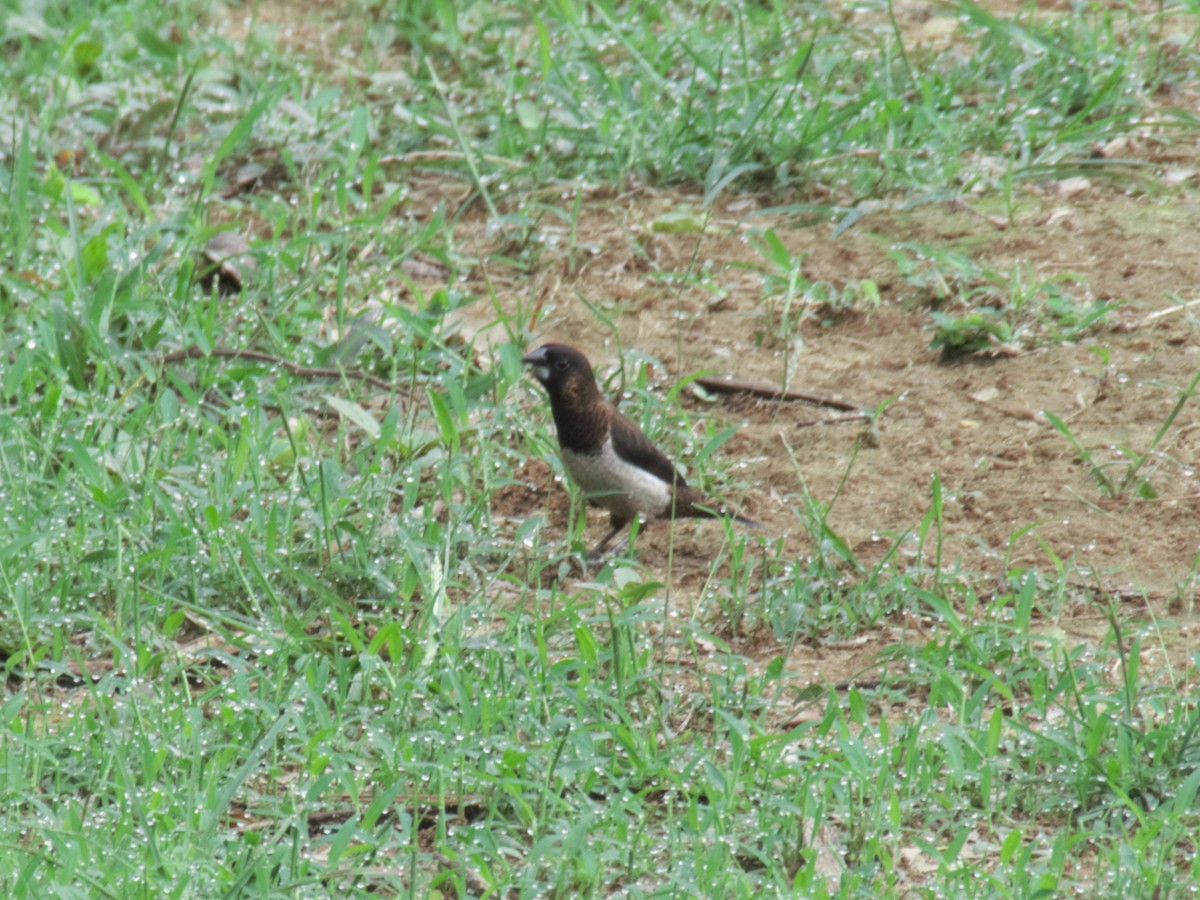 White-rumped Munia - ML624459638