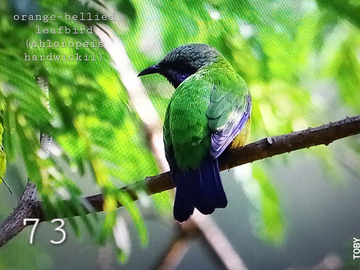 Orange-bellied Leafbird - Trung Buithanh