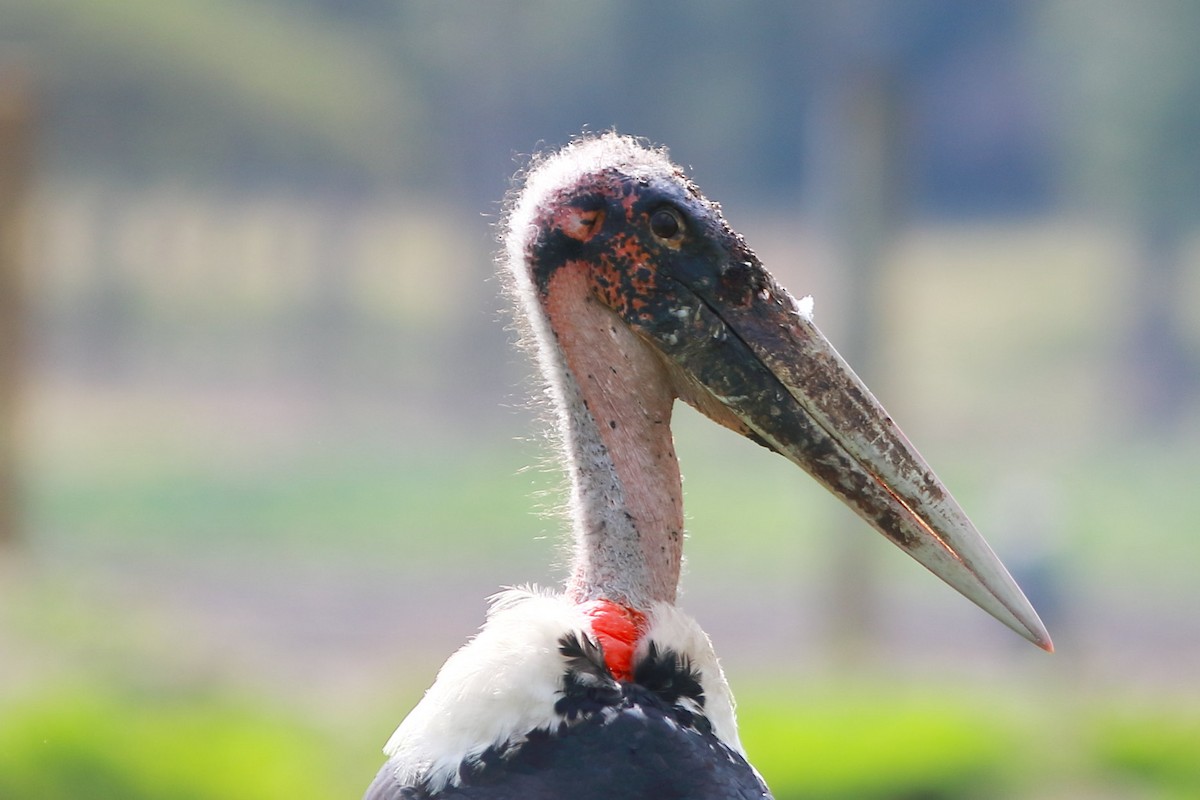 Marabou Stork - ML624459642