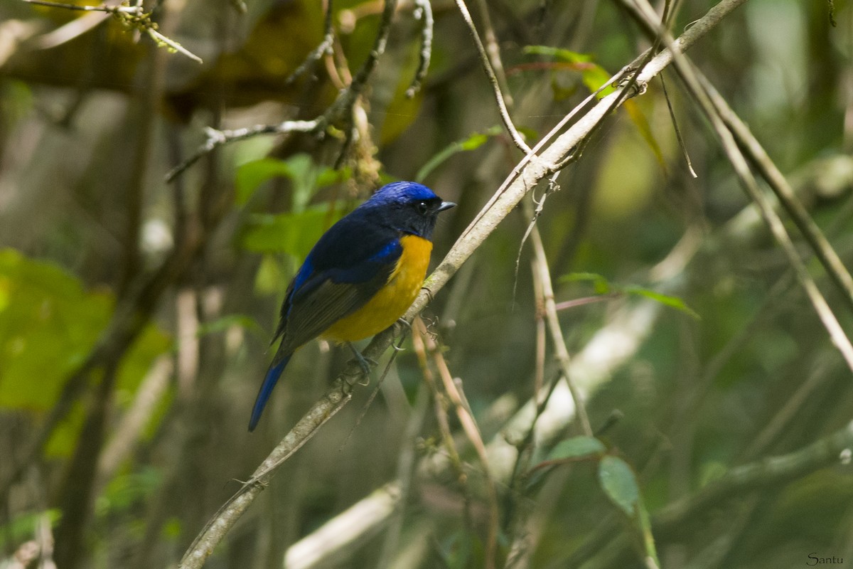 Rufous-bellied Niltava - samarendra Chowdhury