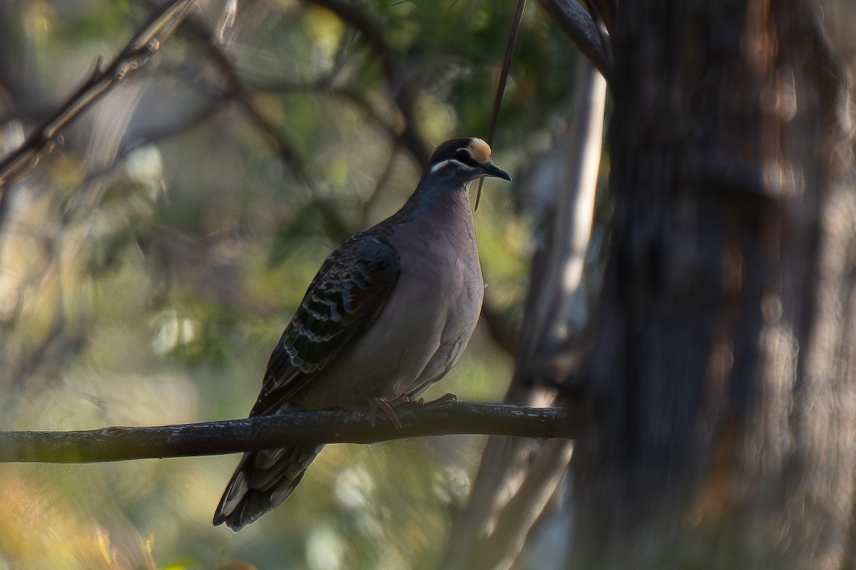 Common Bronzewing - ML624459661