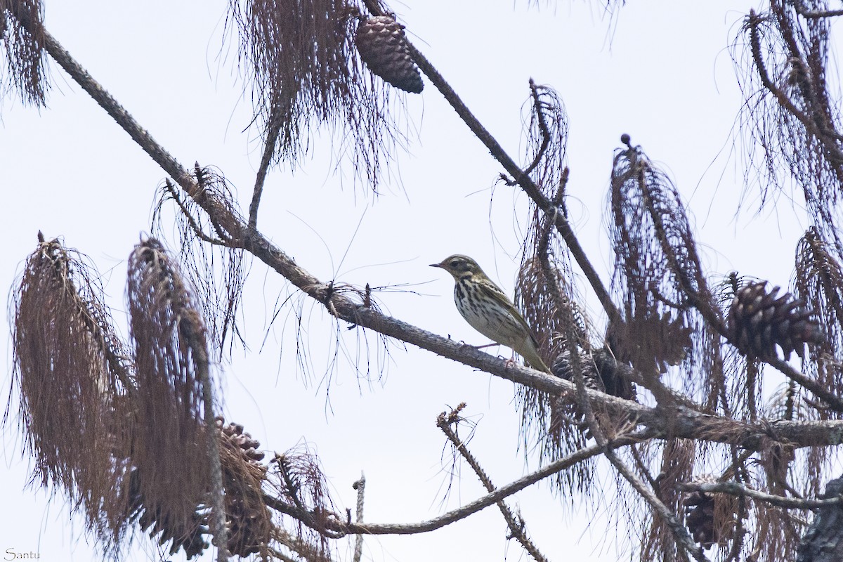 Olive-backed Pipit - samarendra Chowdhury