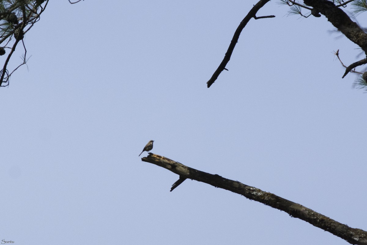 Gray Bushchat - samarendra Chowdhury