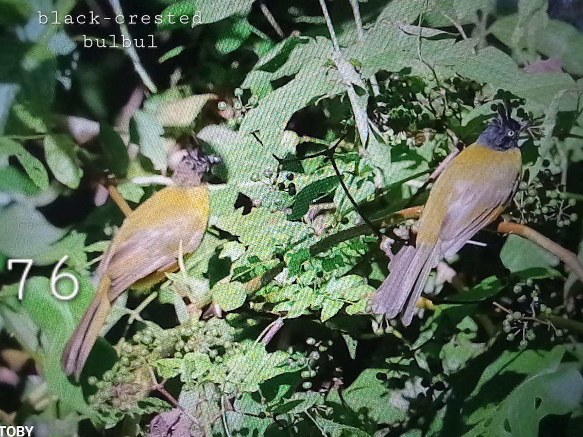 Black-crested Bulbul - Trung Buithanh