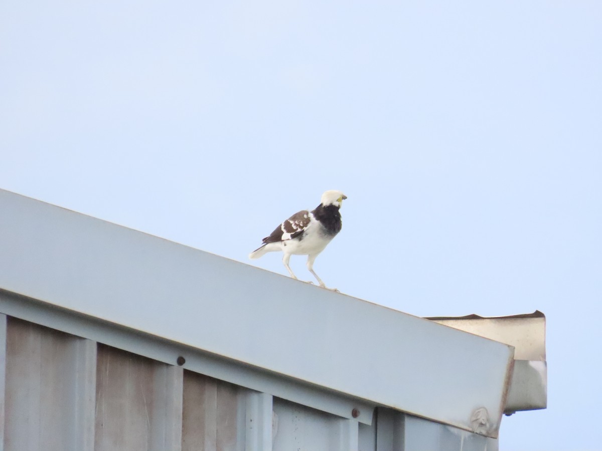 Black-collared Starling - 韋勳 陳