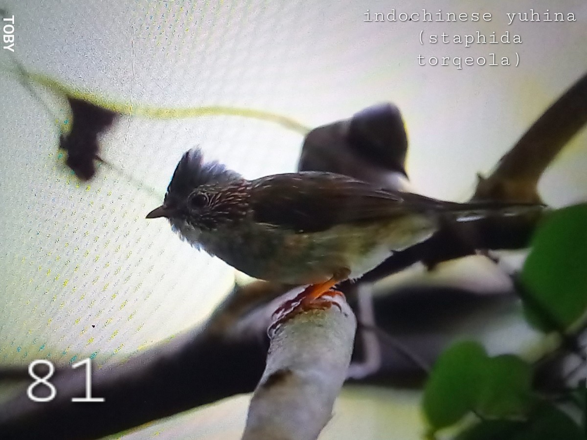 Yuhina à bandeau - ML624459698