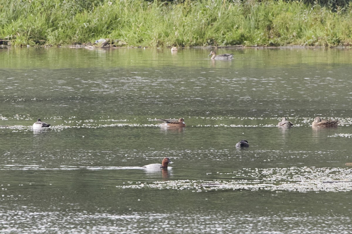 Eurasian Wigeon - Monika Kolodziej