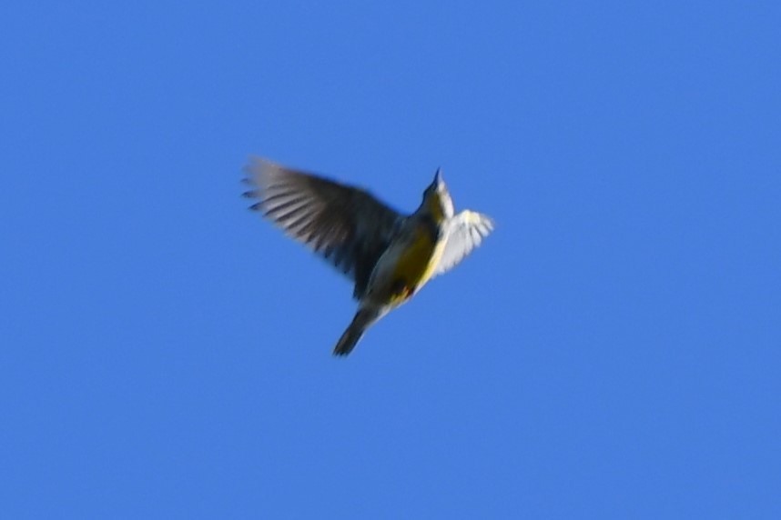 Eastern Meadowlark - Carmen Ricer