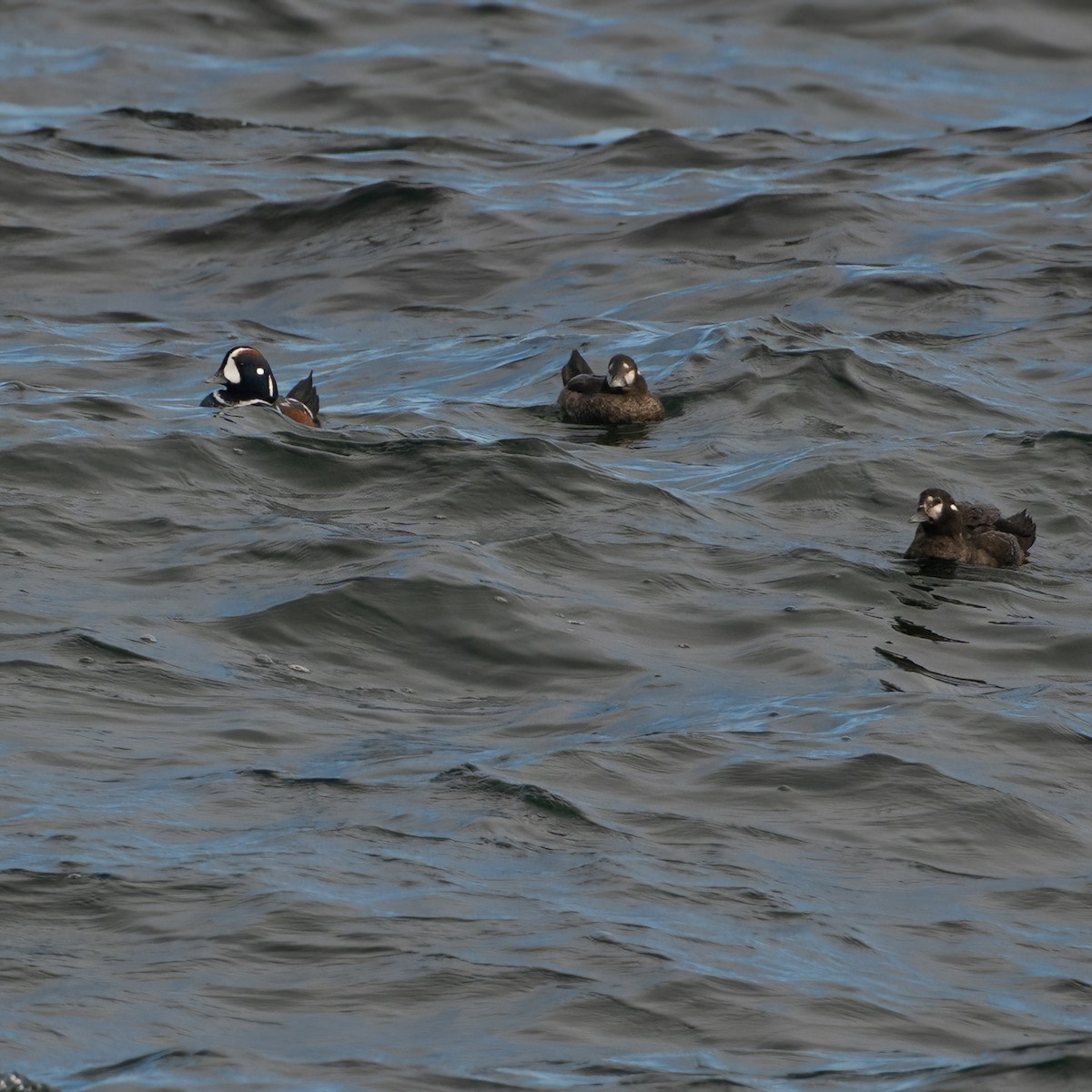 Harlequin Duck - ML624459783