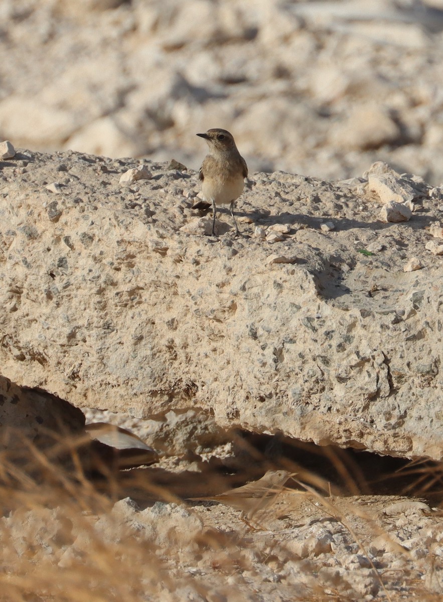 Asian Desert Warbler - ML624459785