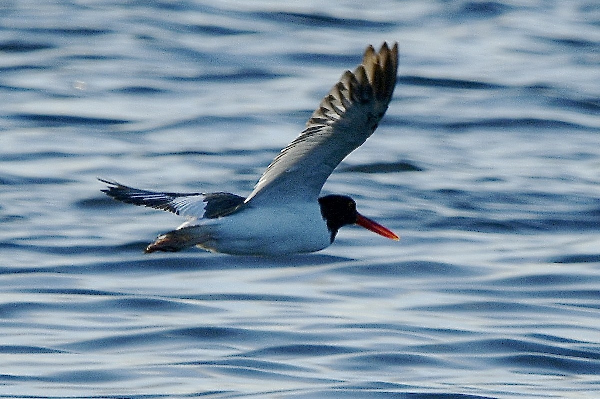 American Oystercatcher - ML624459786