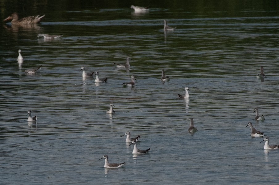 Wilson's Phalarope - ML624459787