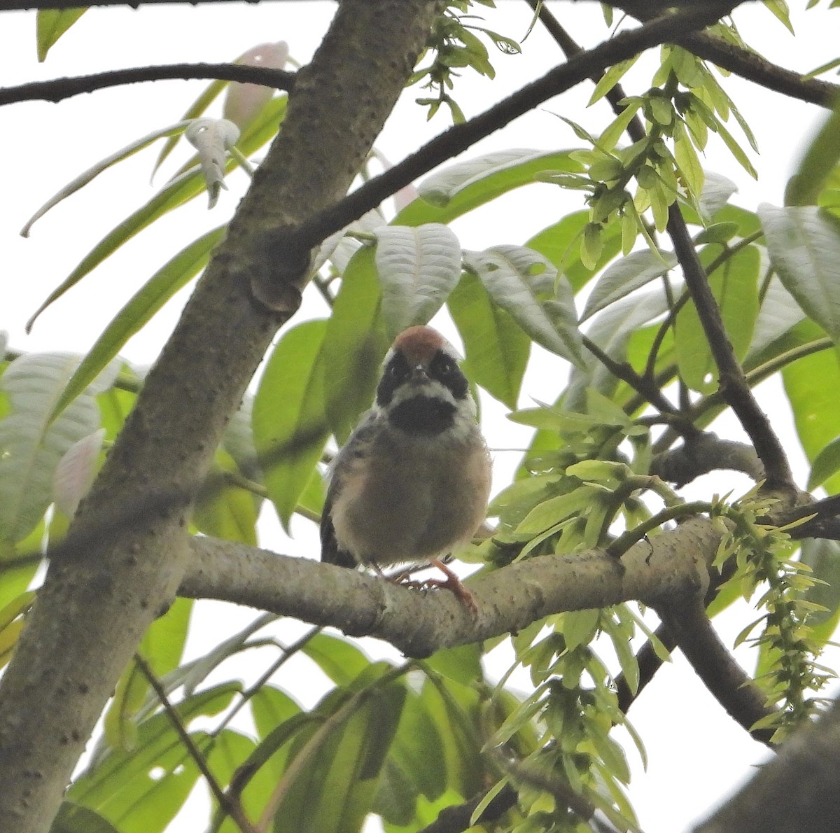 Black-throated Tit - ML624459788