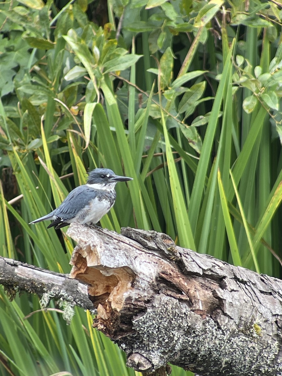 Belted Kingfisher - ML624459792