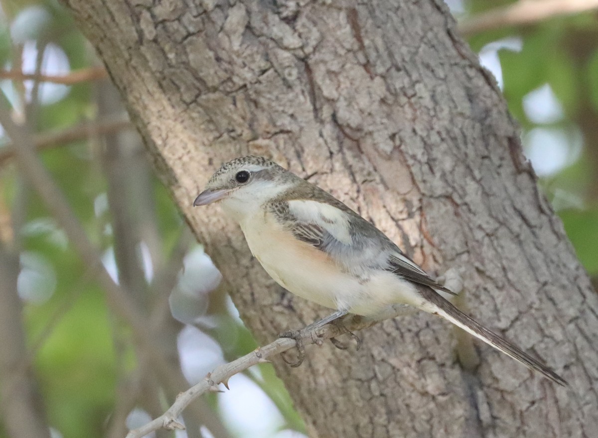 Masked Shrike - Kindra Andrews