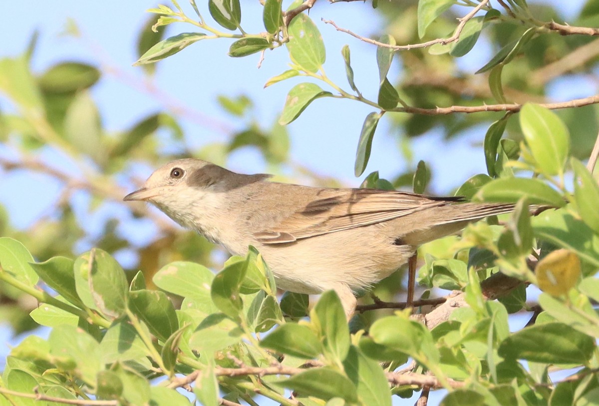 Greater Whitethroat - ML624459800