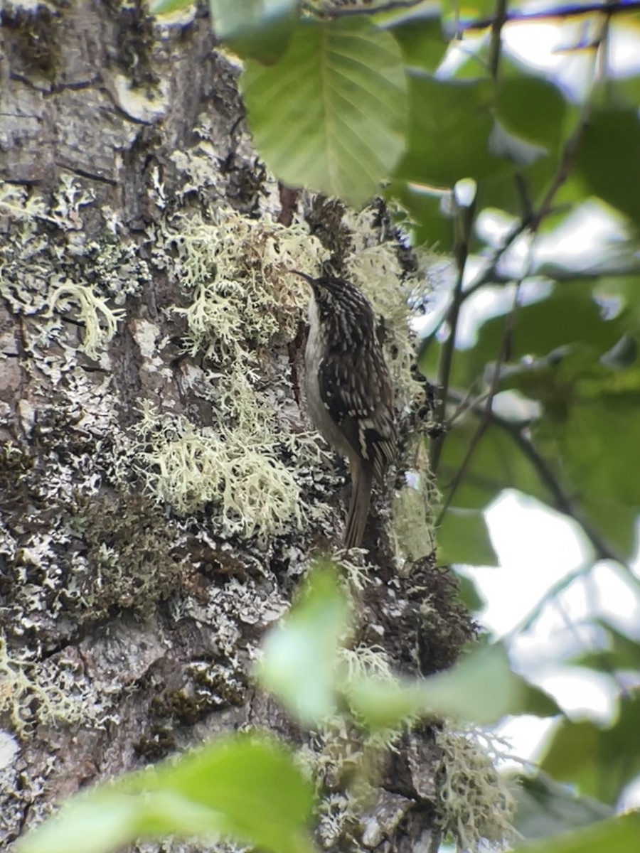 Brown Creeper - ML624459802