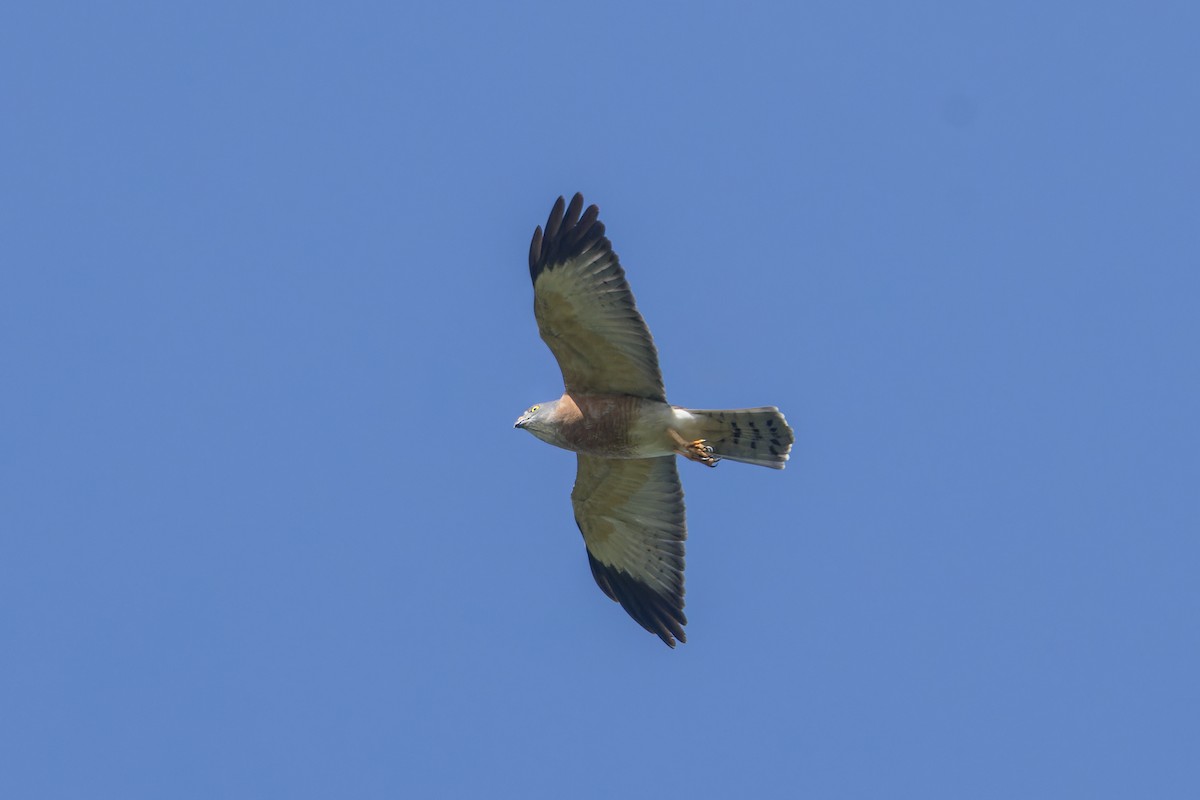 Chinese Sparrowhawk - ML624459810