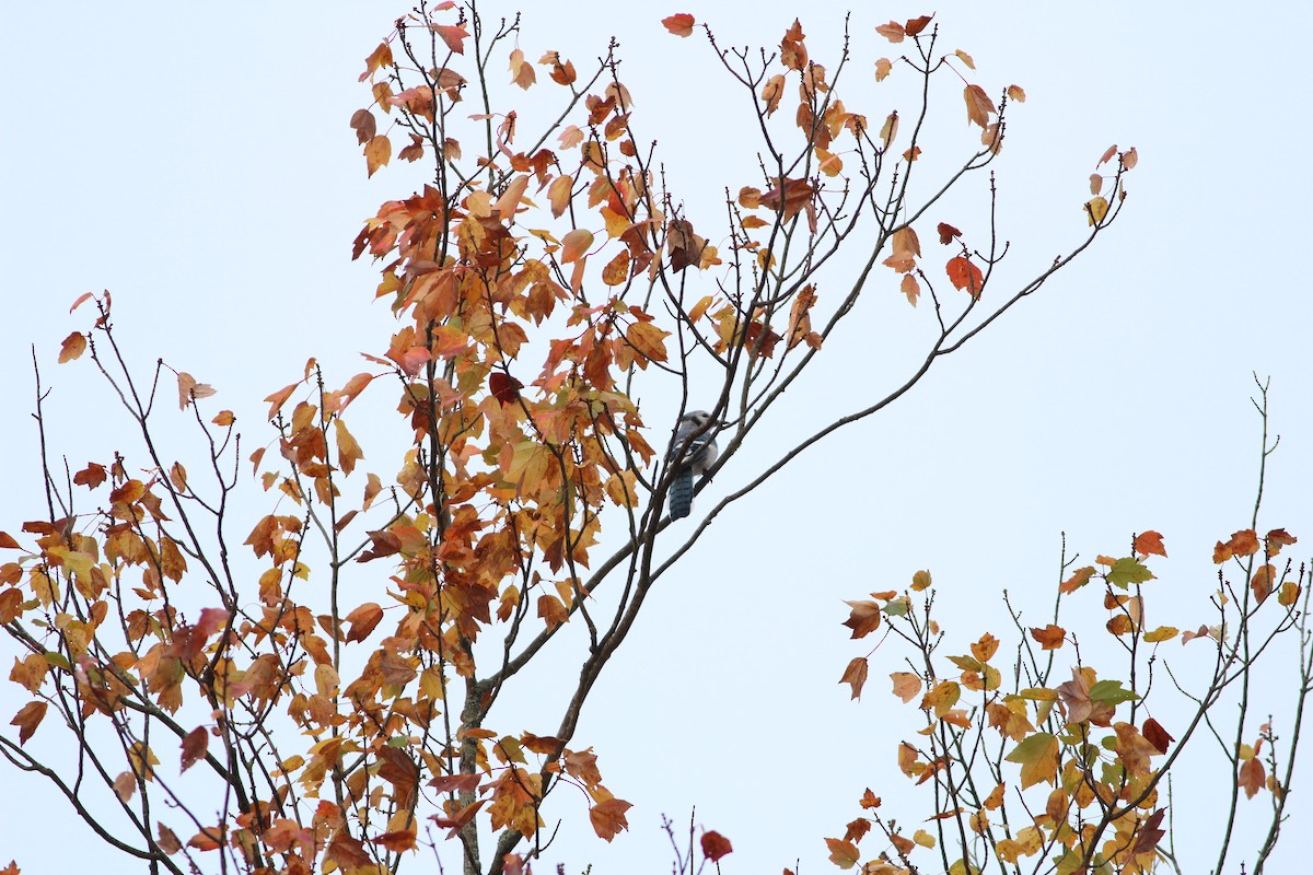 Blue Jay - Grant Van Horn