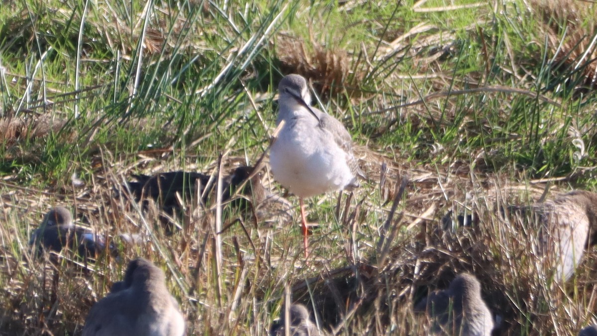 Spotted Redshank - ML624459829