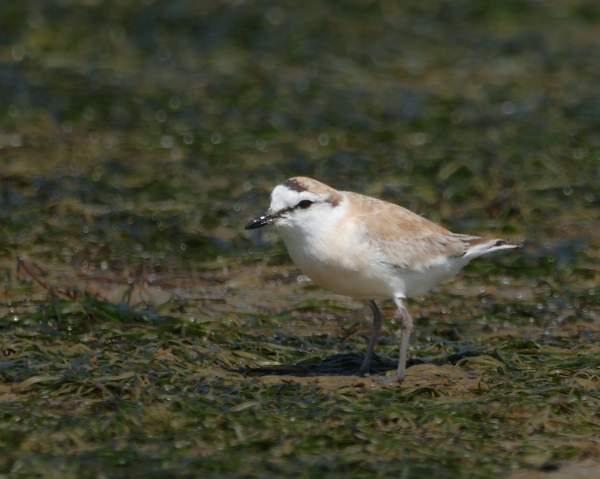 White-fronted Plover - ML624459876