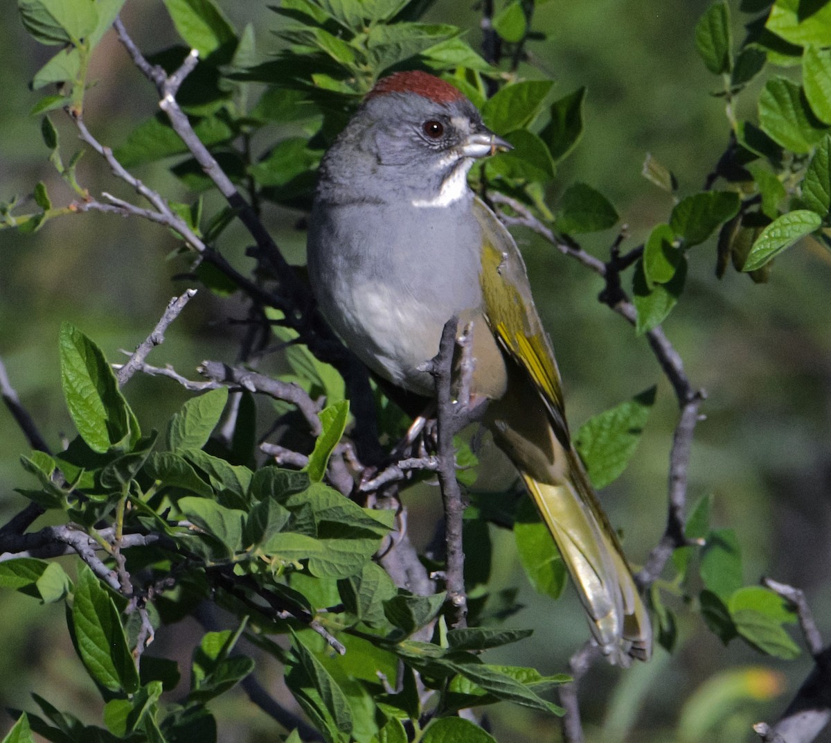 Green-tailed Towhee - ML624459984