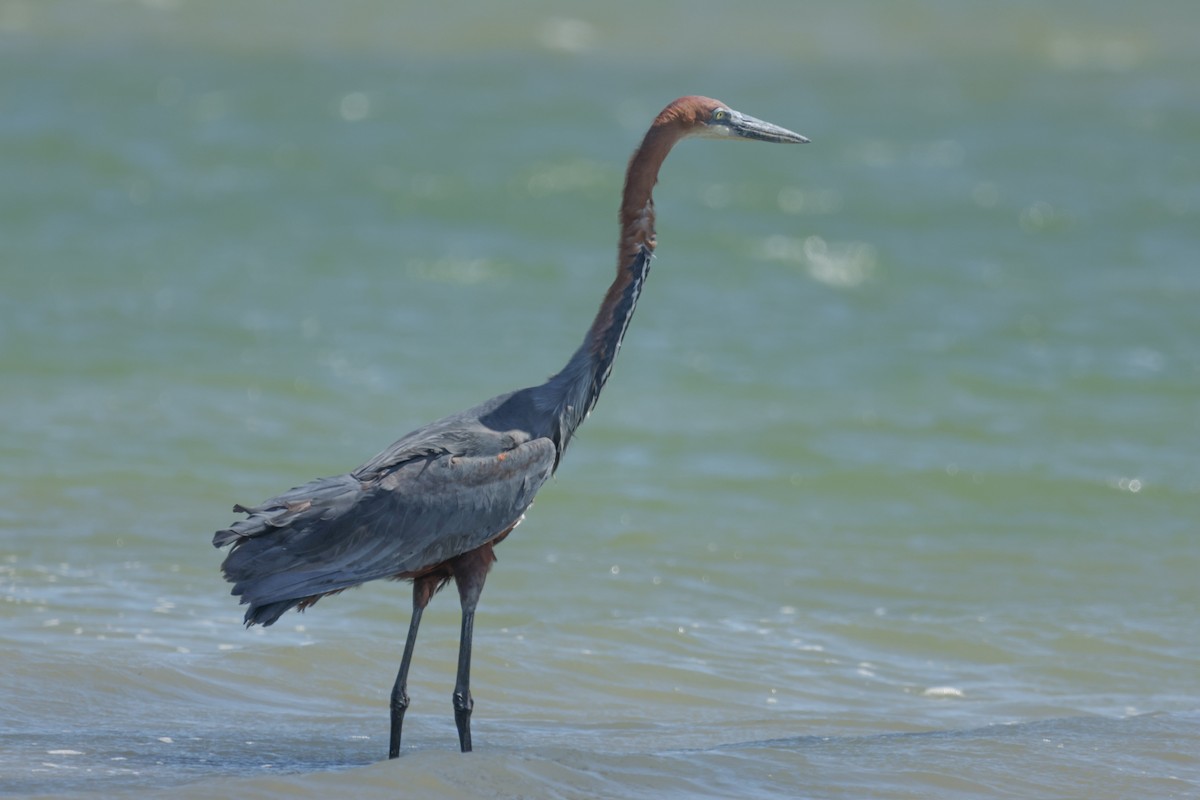 Goliath Heron - ML624459993